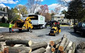 How Our Tree Care Process Works  in  West Hazleton, PA