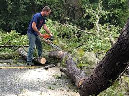Best Lot and Land Clearing  in West Hazleton, PA