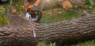 Leaf Removal in West Hazleton, PA