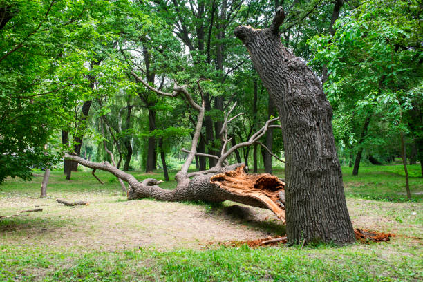 Lawn Pest Prevention in West Hazleton, PA