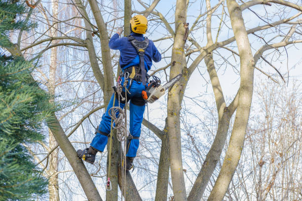 Best Tree Health Inspection  in West Hazleton, PA
