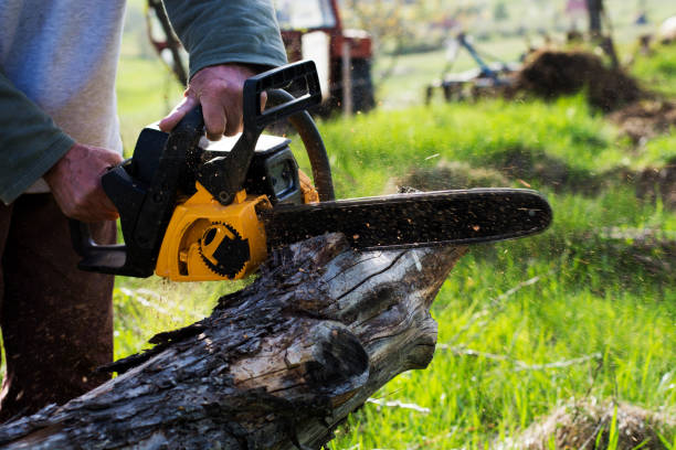 Best Lawn Disease Treatment  in West Hazleton, PA